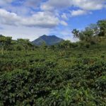 グアテマラコーヒーの産地の特徴や歴史について！