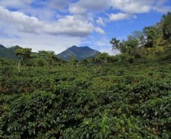 グアテマラ コーヒー 産地